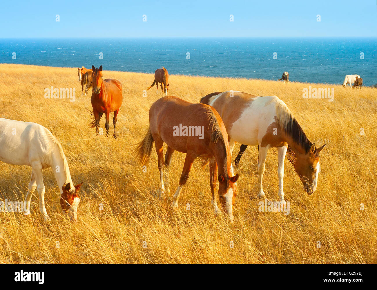 Allevamento di cavalli nella prateria della Crimea. Mar nero su uno sfondo Foto Stock