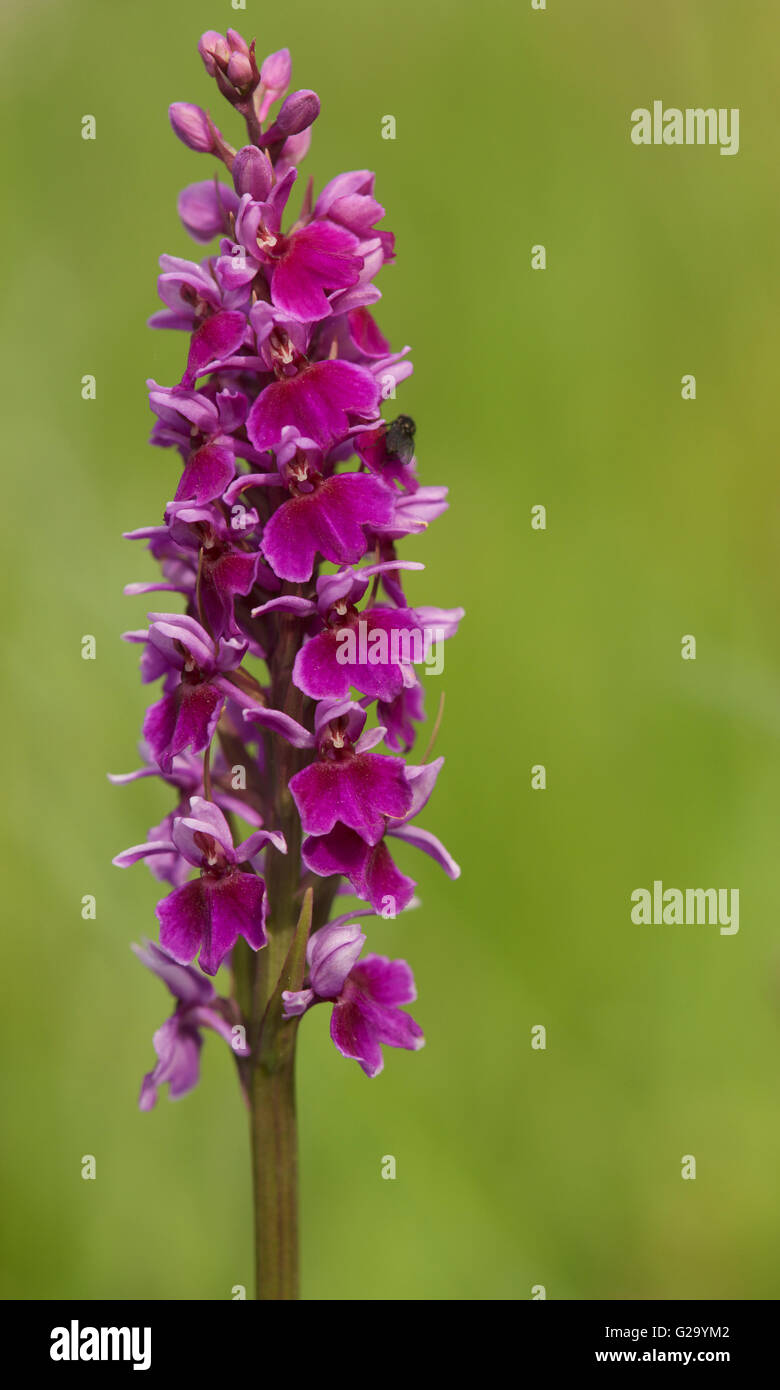Una variante "ipercromica" viola profonda dell'orchidea maculata comune: Dactylorhiza fuchsii var. Rodochila, dall'Herefordshire, Inghilterra. Foto Stock