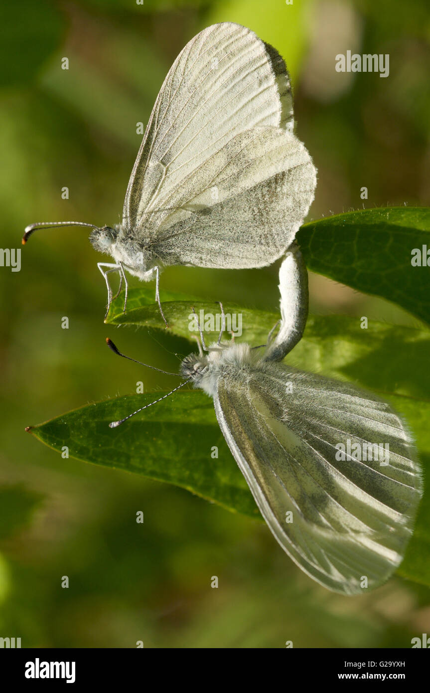 Legno bianco di accoppiamento delle farfalle Foto Stock