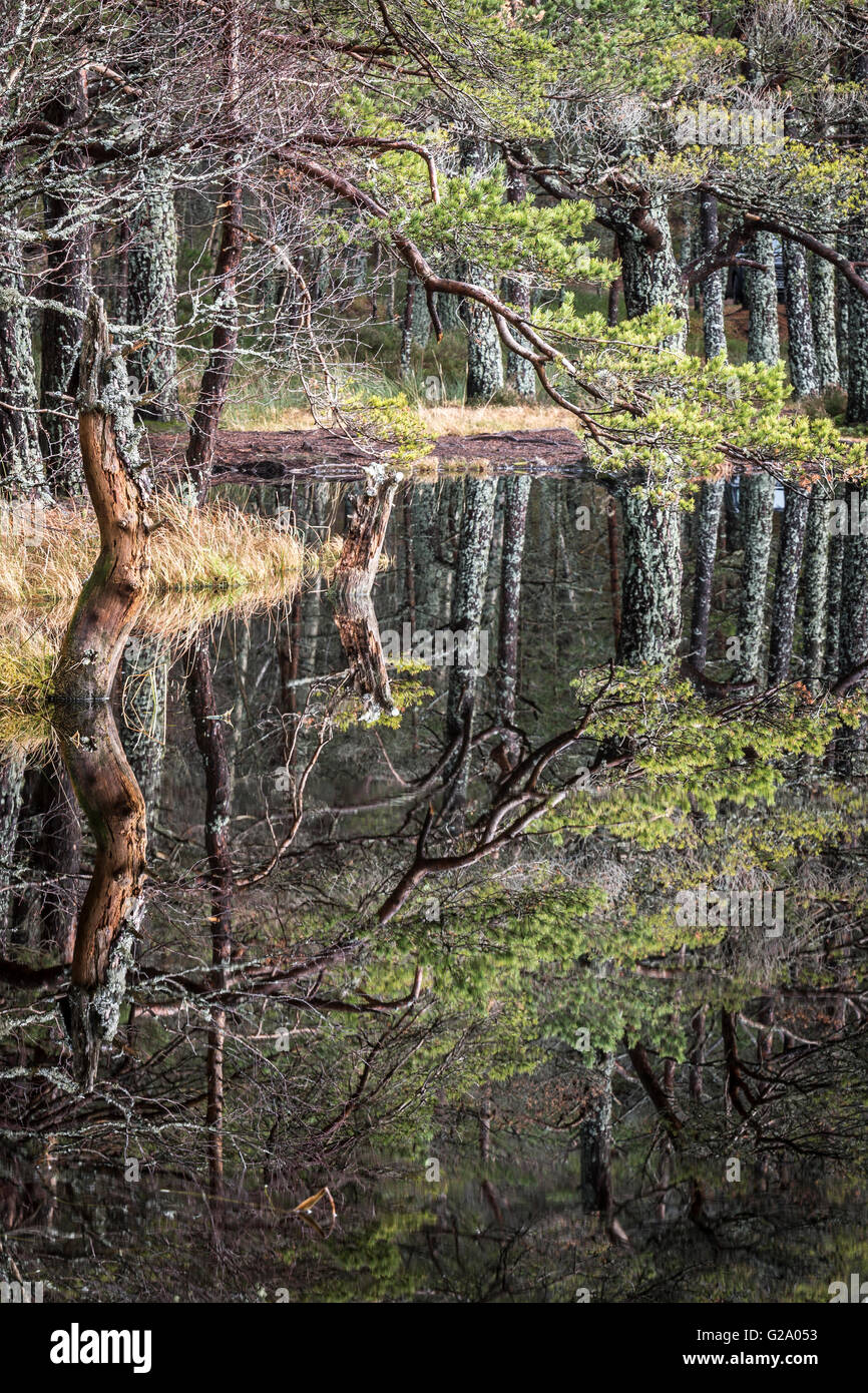 Pino silvestre a Uath Lochan in Glen Feshie. Foto Stock
