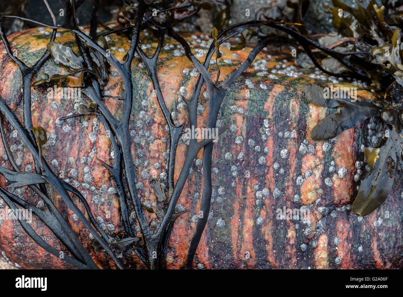 Rock e alghe marine sull'Isola di Skye. Foto Stock