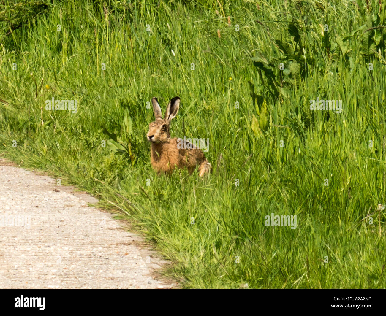Magnifico marrone selvatico lepre (Lepus europaeus) misurazione illustrato nei suoi dintorni, isolata contro erba verde dello sfondo. Foto Stock
