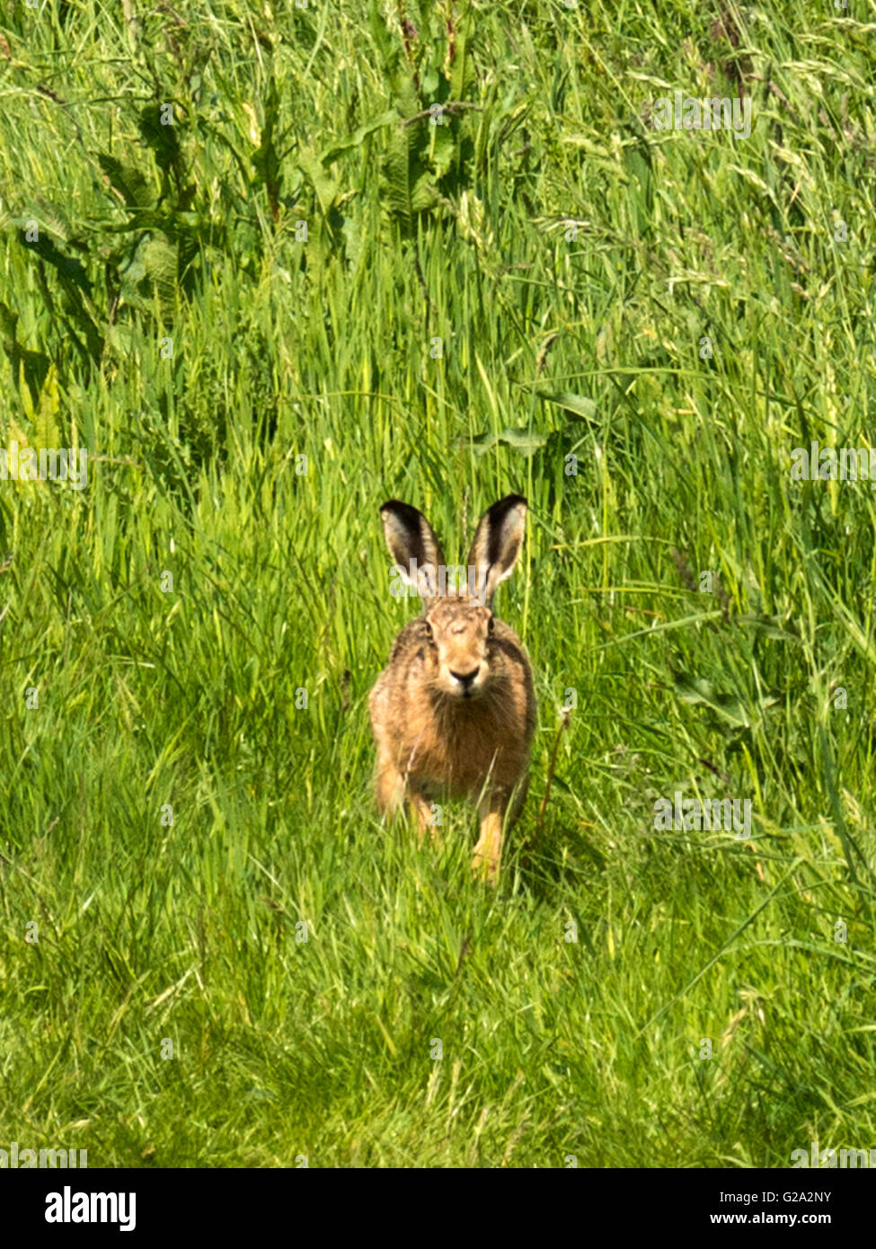 Magnifico marrone selvatico lepre (Lepus europaeus) misurazione illustrato nei suoi dintorni, isolata contro erba verde dello sfondo. Foto Stock