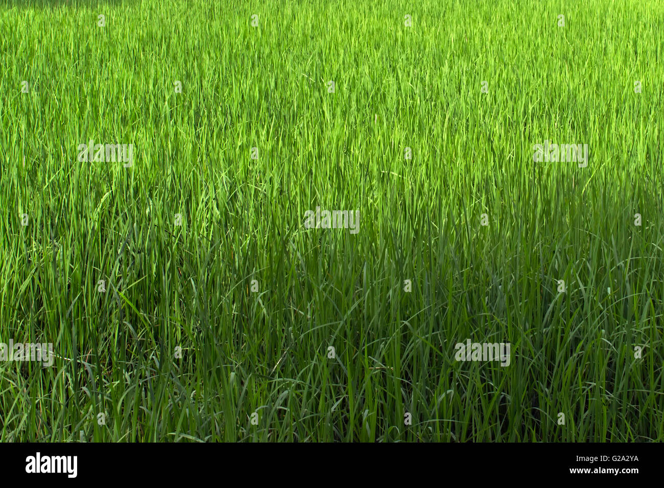 Campo di risaia Foto Stock