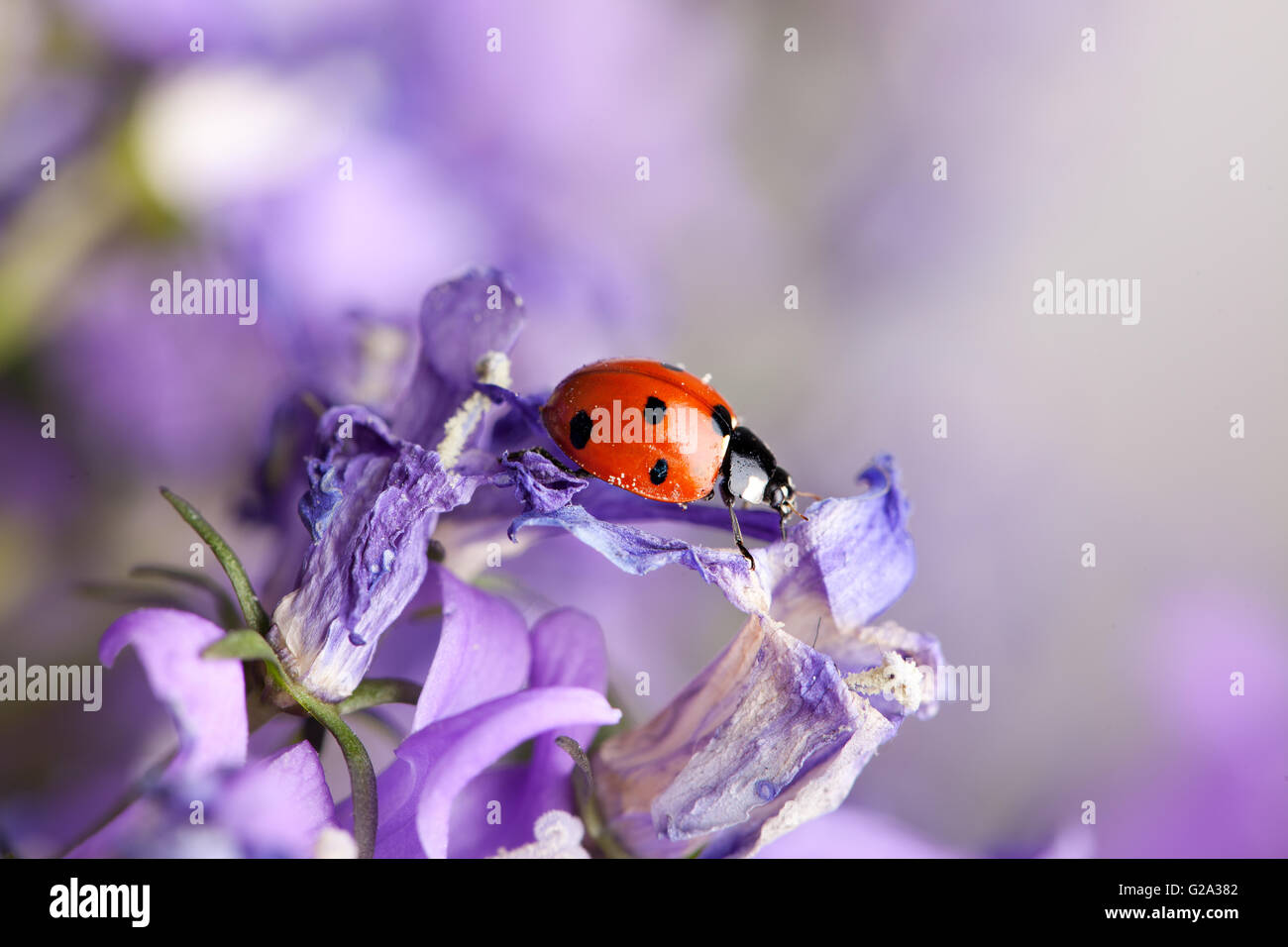 Single carino coccinella sulla violetta campanule in giardino in primavera Foto Stock