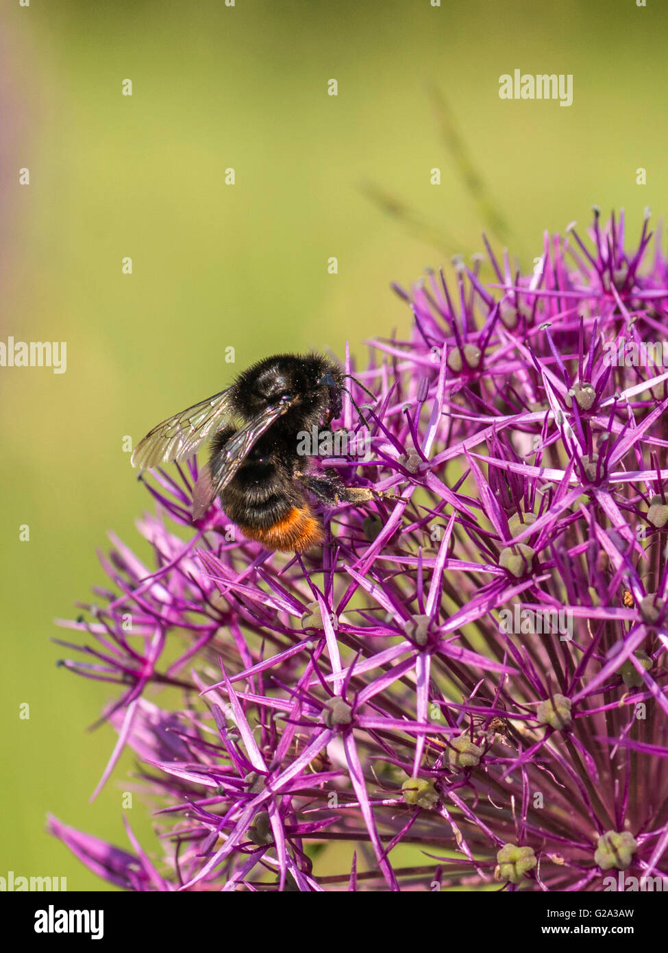 La molla impollinatrice, Bumblebee (Bombus) raccolta di nettare dal vivid rosy viola affollato umbels sferica dell'Allium impianto. Foto Stock