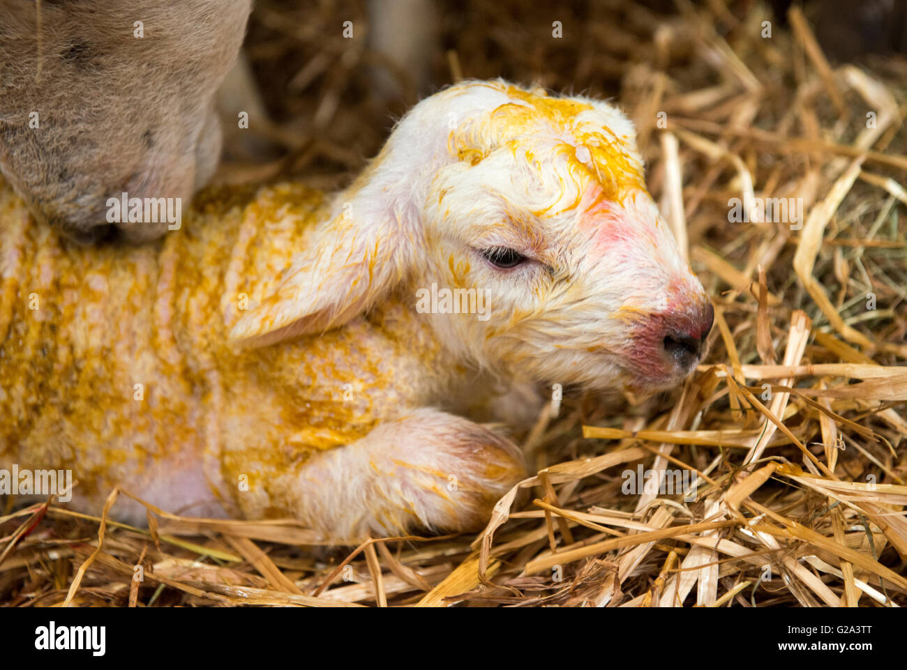 Una pulizia di pecora il neonato agnello, all'interno di un fienile in Derbyshire England Regno Unito Foto Stock