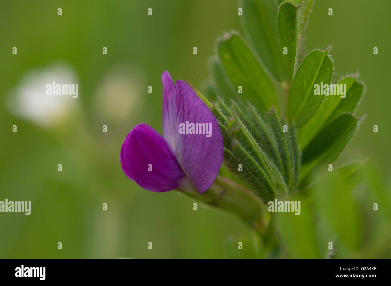 Un comune fiore di veccia (Vicia sativa). Foto Stock