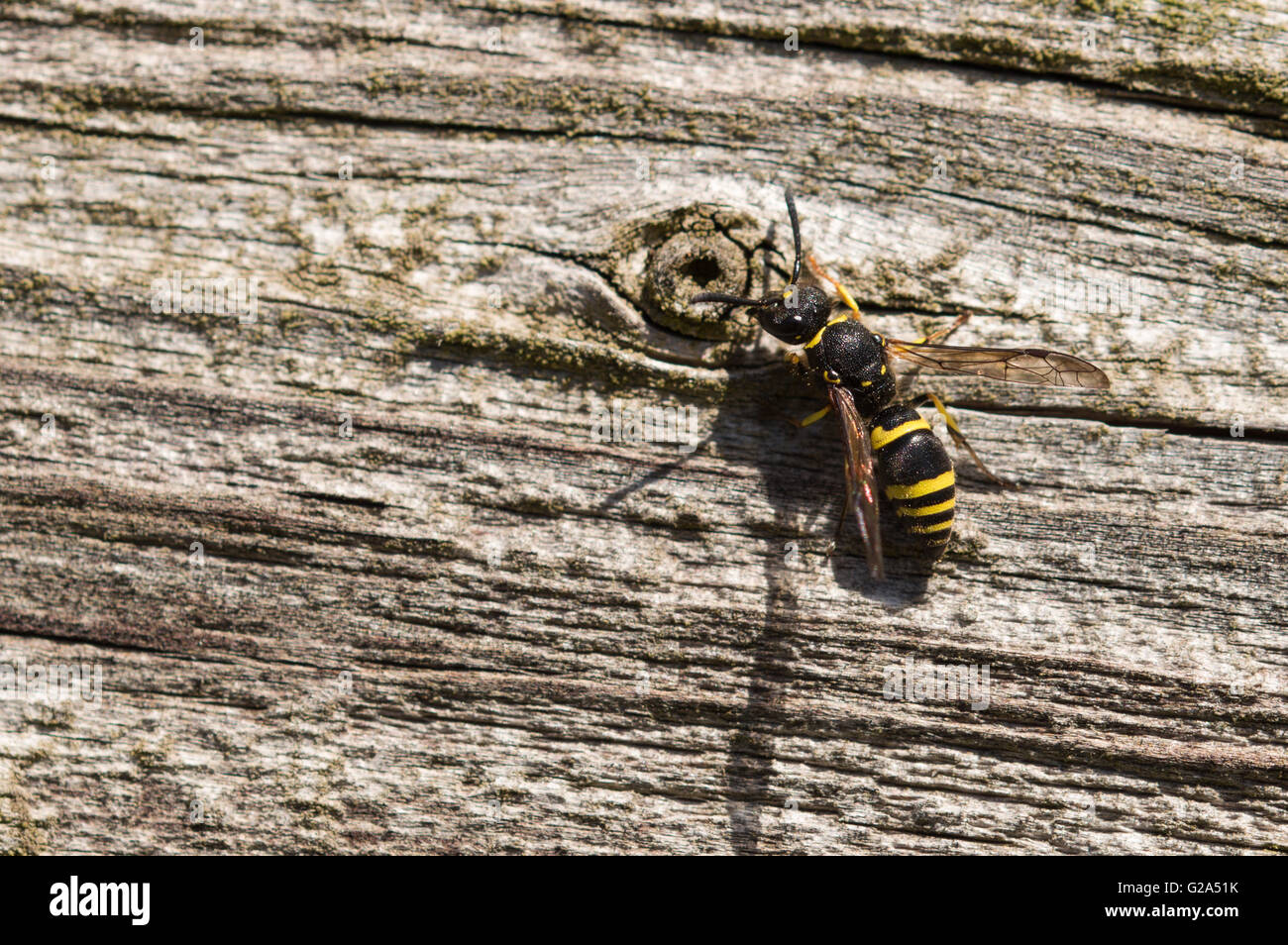 Un Europeo Potter Wasp (Ancistrocerus gazella) su una staccionata di legno. Foto Stock