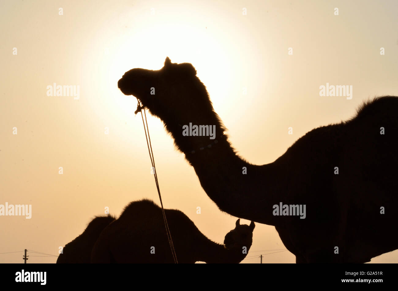 Cammelli al tramonto, Pushkar Camel Fair, Rajasthan, India Foto Stock