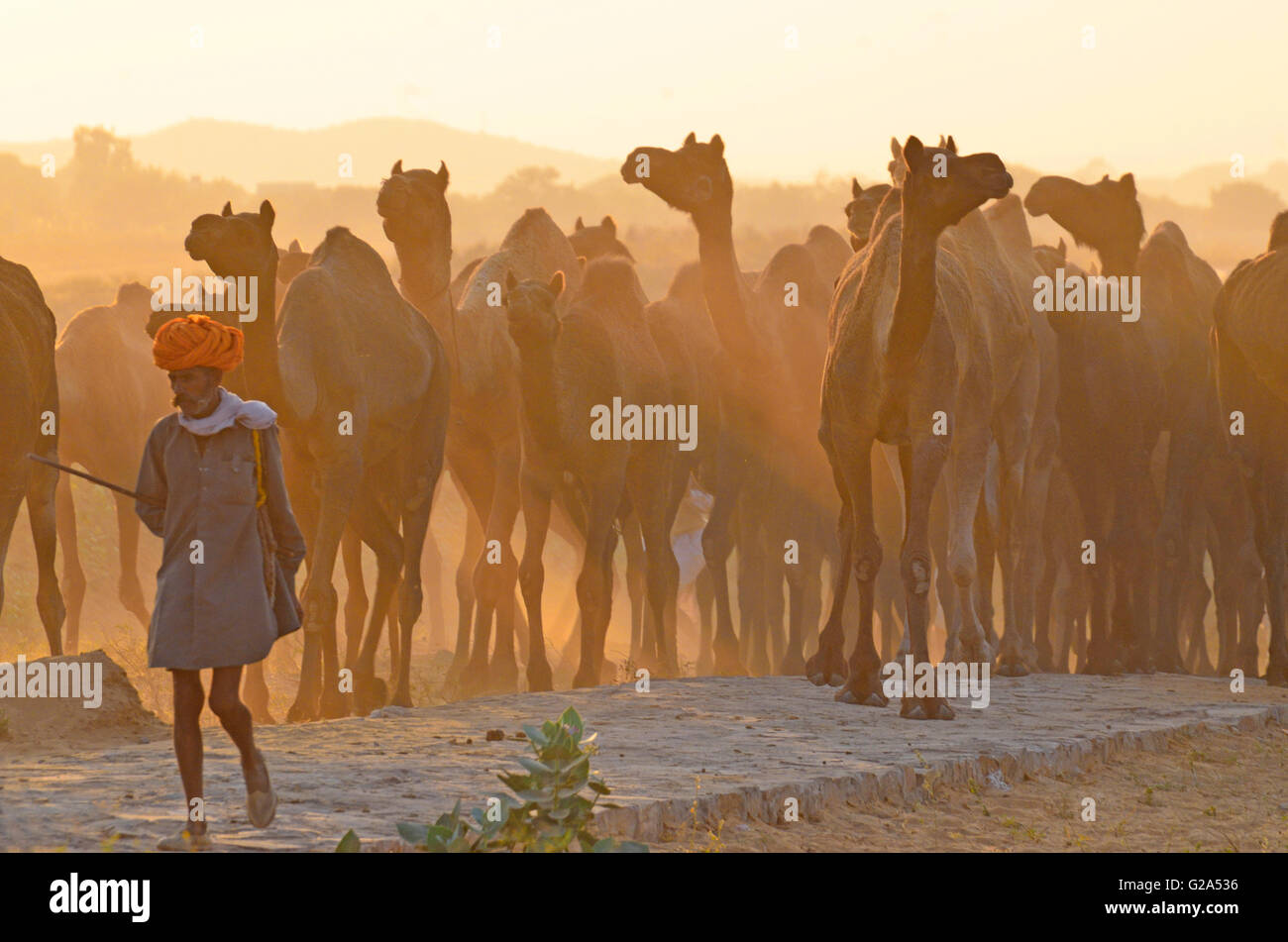 Un abitante di un villaggio imbrancandosi suoi cammelli a casa, Pushkar Camel Fair, Rajasthan, India Foto Stock