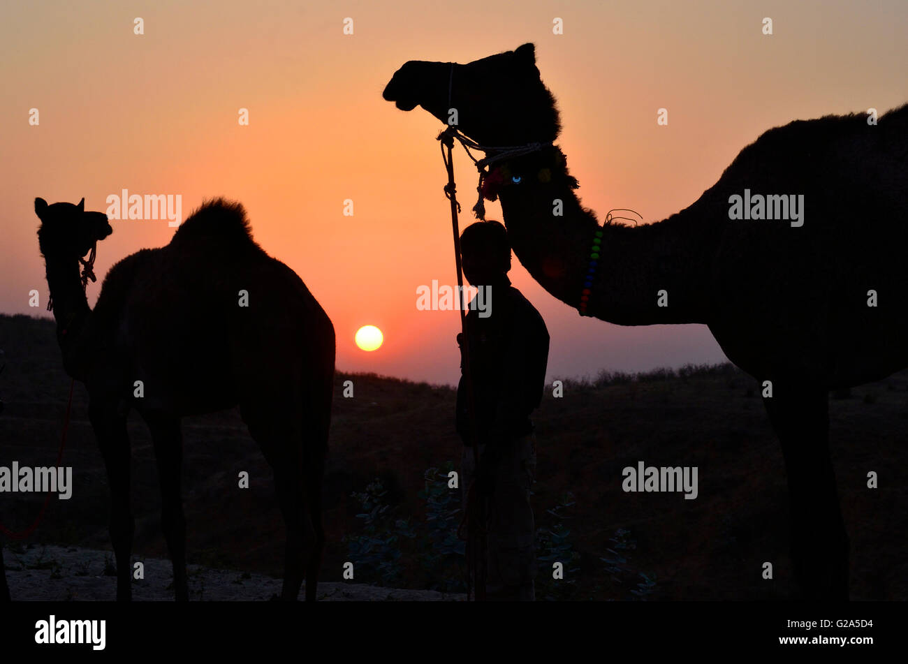 Cammelli al tramonto, Pushkar Camel Fair, Rajasthan, India Foto Stock