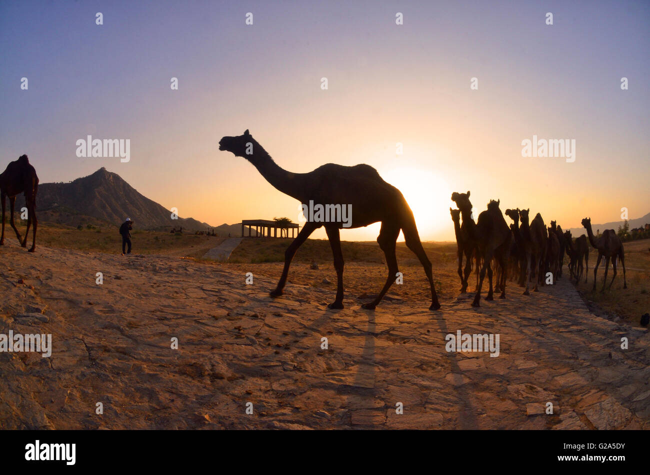 I cammelli e attività a Pushkar Camel Fair, Pushkar, Rajasthan, India Foto Stock