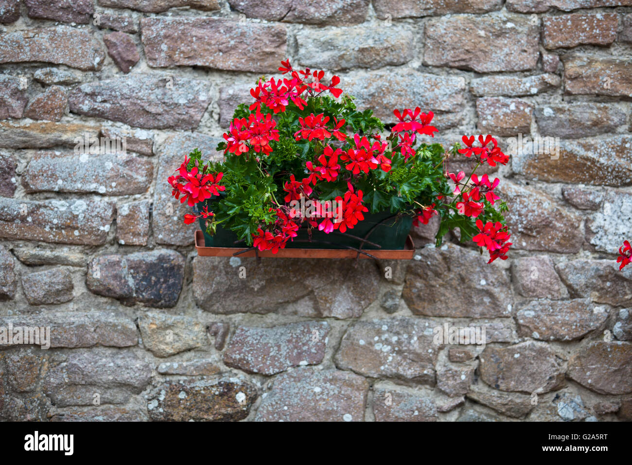 Decorazioni di fiori su un vecchio muro di casa in Francia Foto Stock