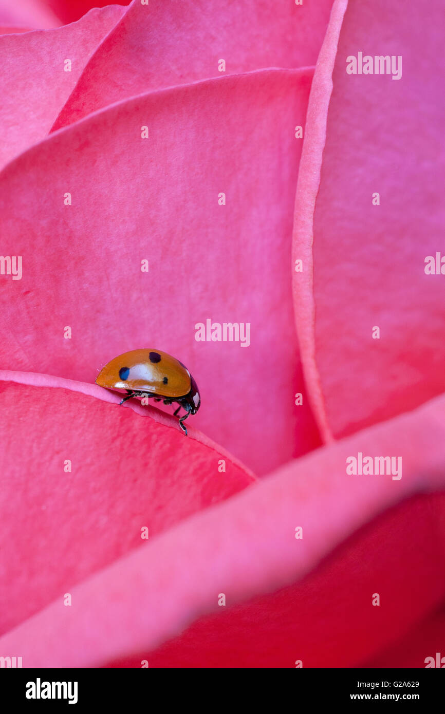 Unico coccinella sul color pastello rosa leafs Foto Stock