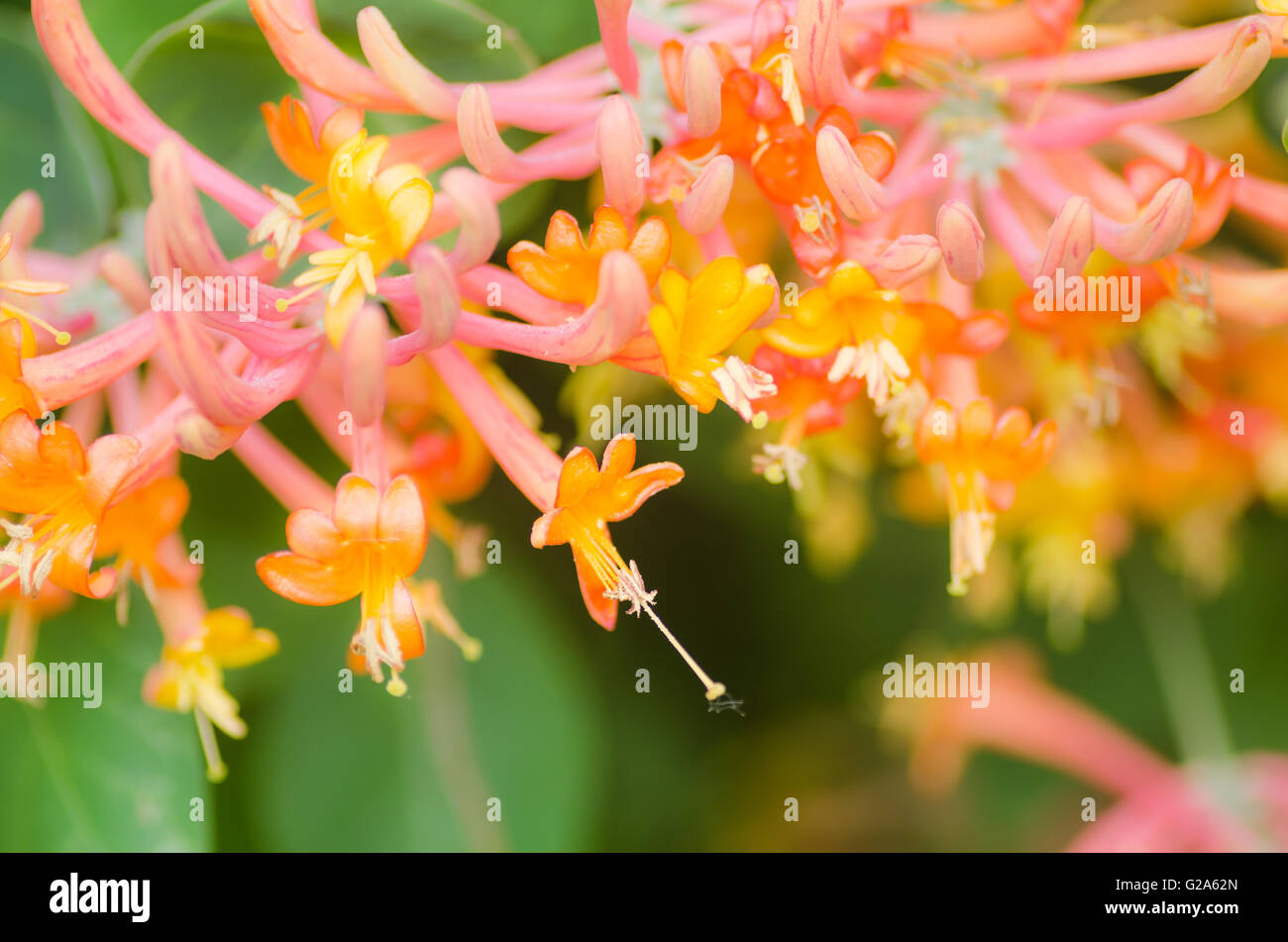Primo piano di coloratissimi fiori caprifoglio Foto Stock