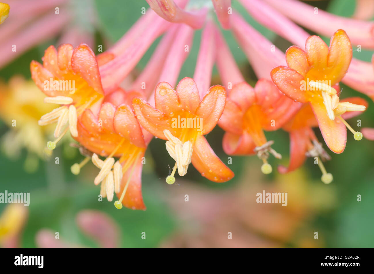 Primo piano di coloratissimi fiori caprifoglio Foto Stock
