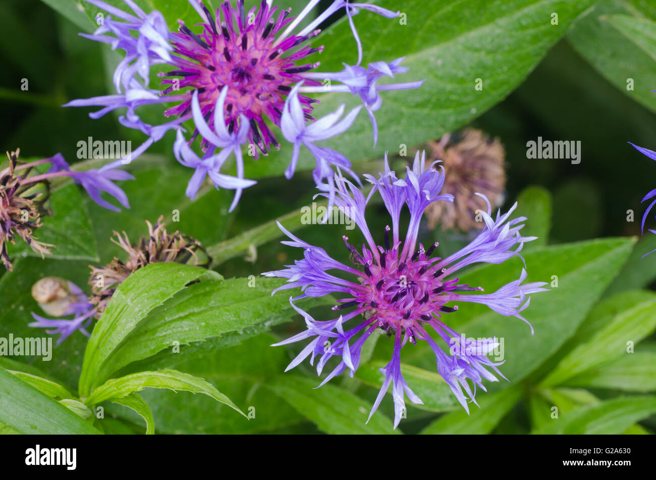 Primo piano di fiordaliso viola in giardino Foto Stock