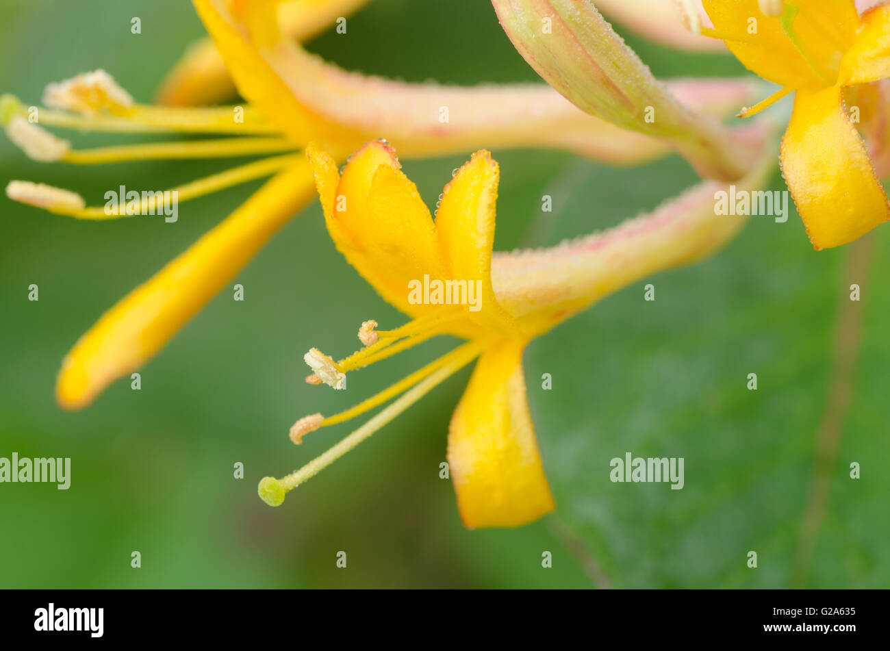 Primo piano di coloratissimi fiori caprifoglio Foto Stock