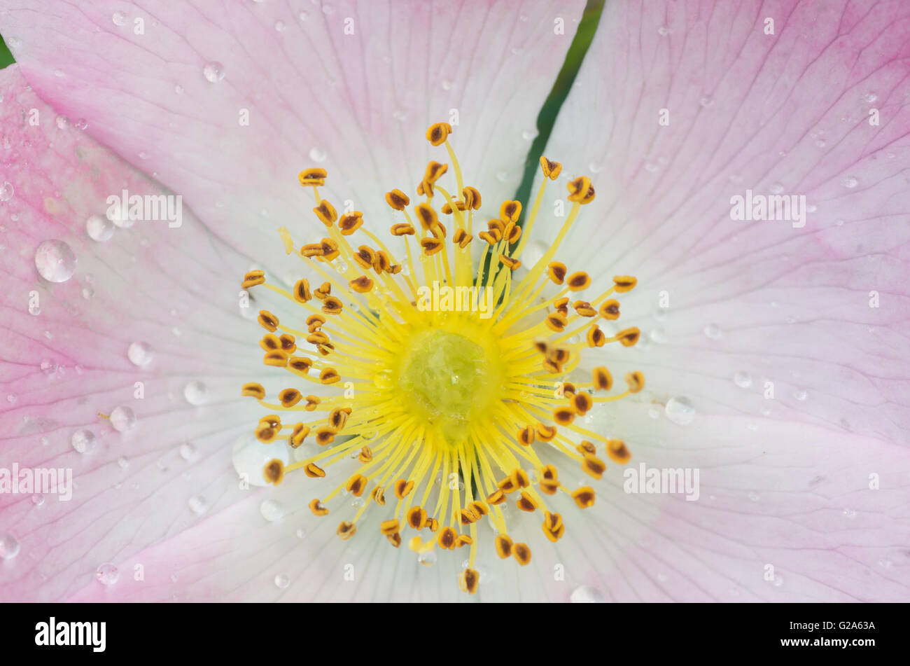 Macro di wild rosa rosa Foto Stock