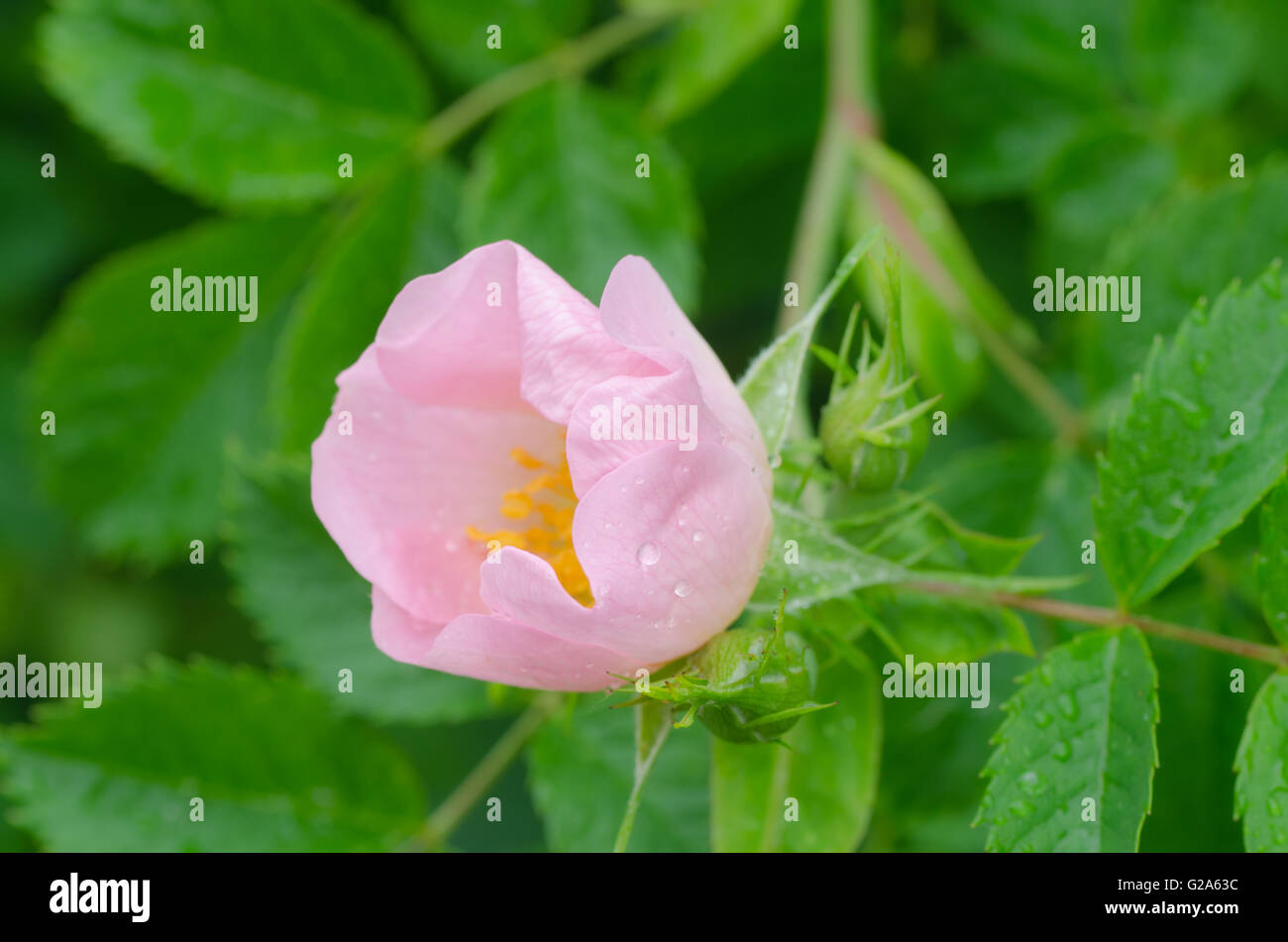Macro di wild rosa rosa Foto Stock