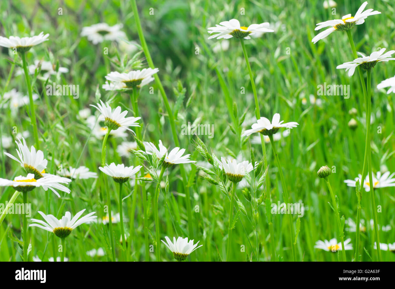 Daisy bianca fiori in Prato Foto Stock