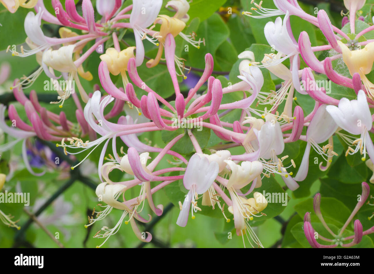 Primo piano di coloratissimi fiori caprifoglio Foto Stock