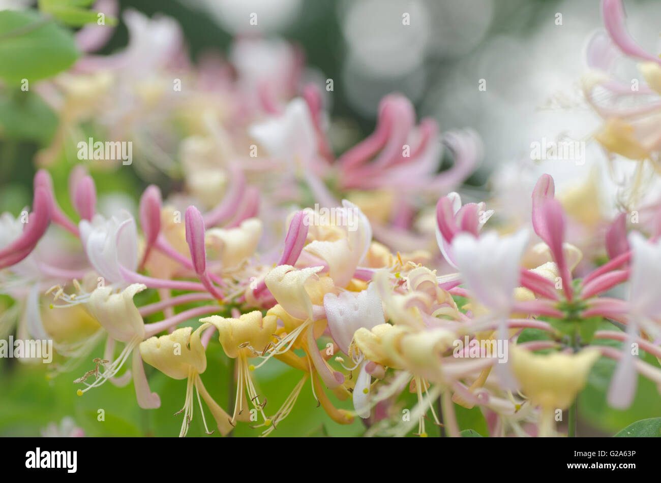Primo piano di coloratissimi fiori caprifoglio Foto Stock