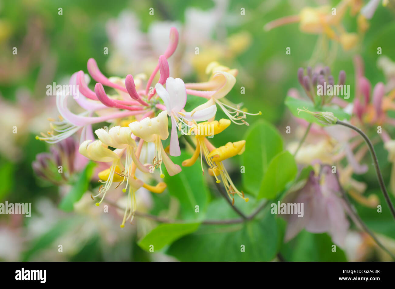Primo piano di coloratissimi fiori caprifoglio Foto Stock