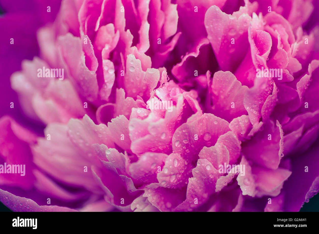 Macro di rosa peonia fiore con gocce d'acqua Foto Stock