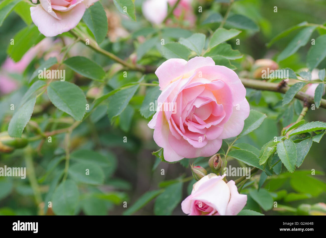 Primo piano di rosa fiori di rosa Foto Stock