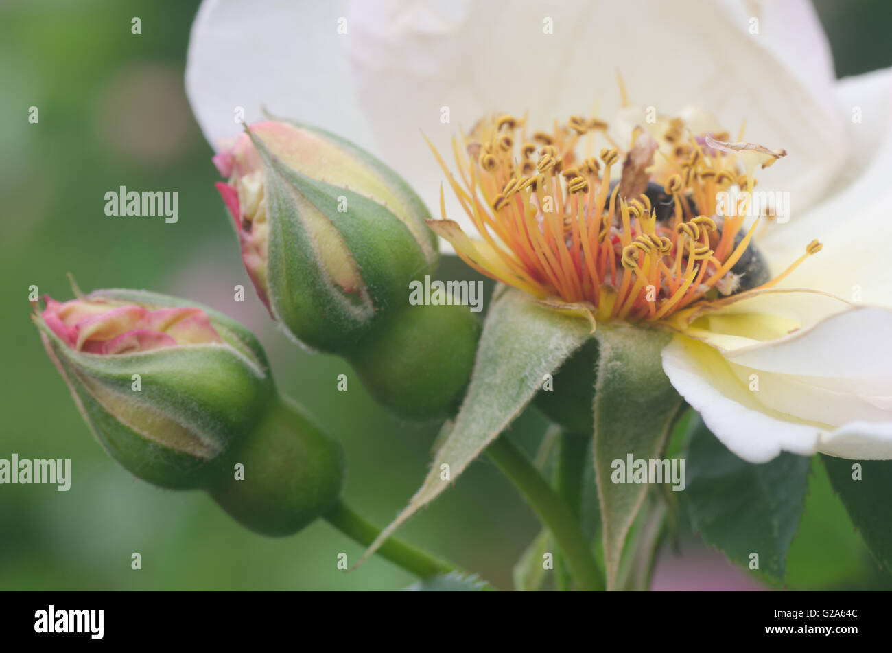Primo piano di rosa fiori di rosa Foto Stock