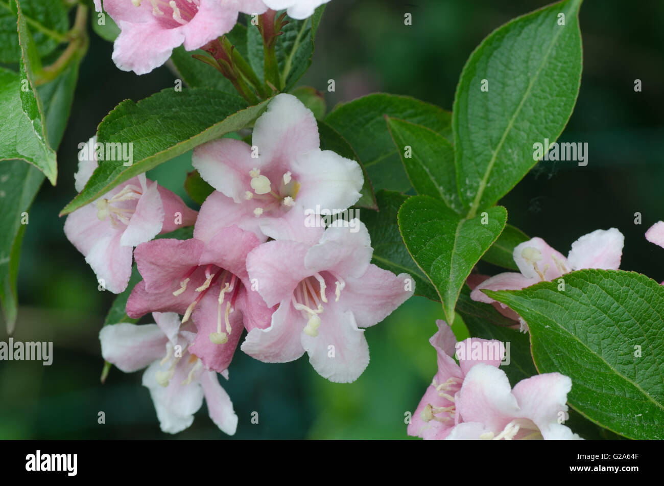 Primo piano di weigela fiori di colore rosa Foto Stock