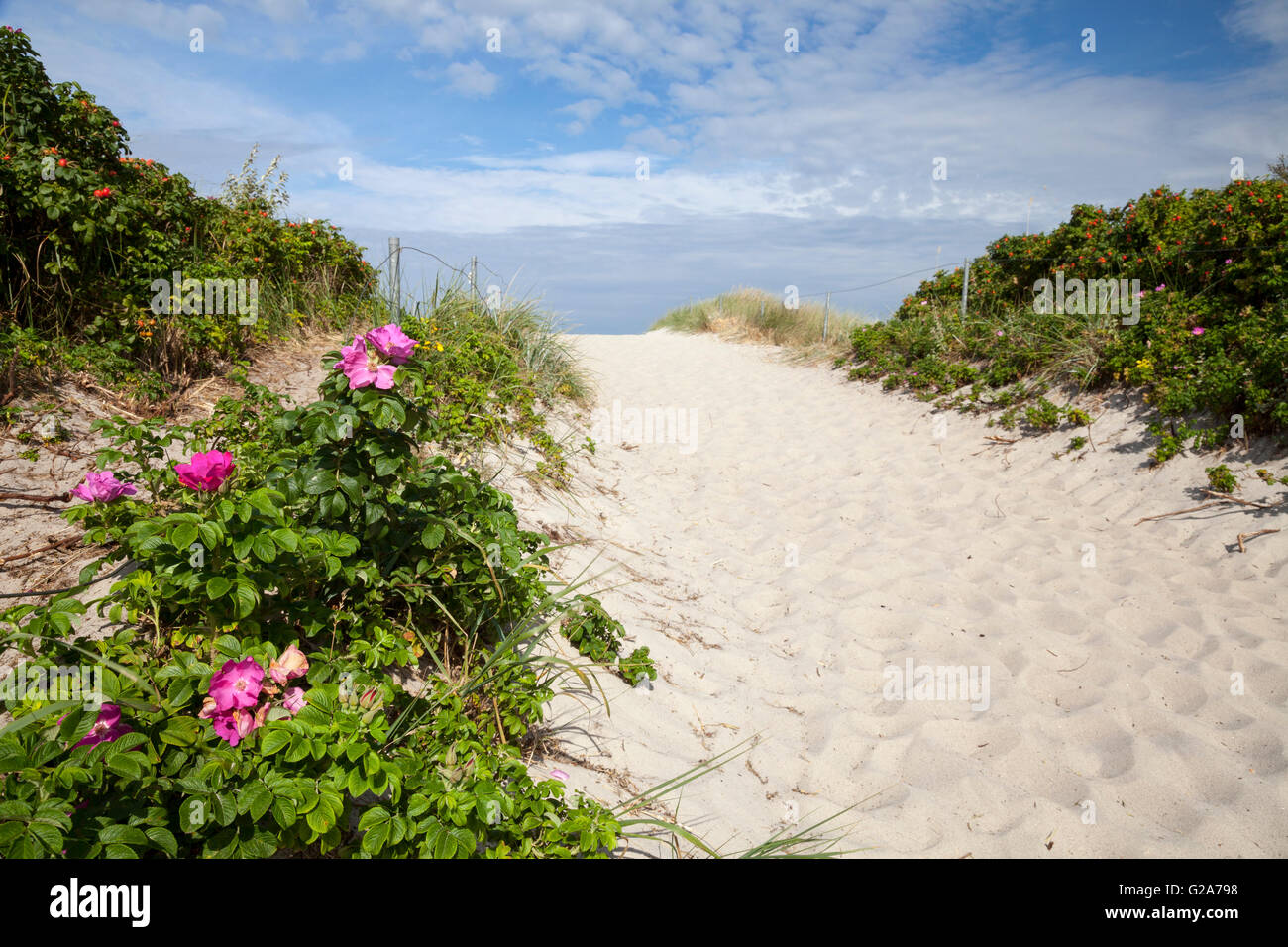 Le rose che cresce su un percorso attraverso le dune, Graal-Müritz, Mar Baltico resort, Meclemburgo-Pomerania Occidentale, Germania Foto Stock