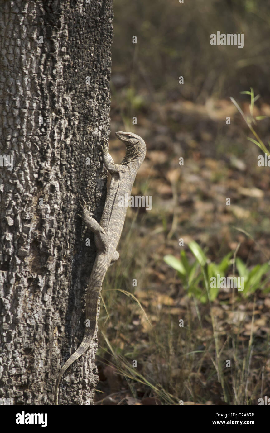 Il Bengala/ comuni indiana monitor, Varanus bengalensis Foto Stock