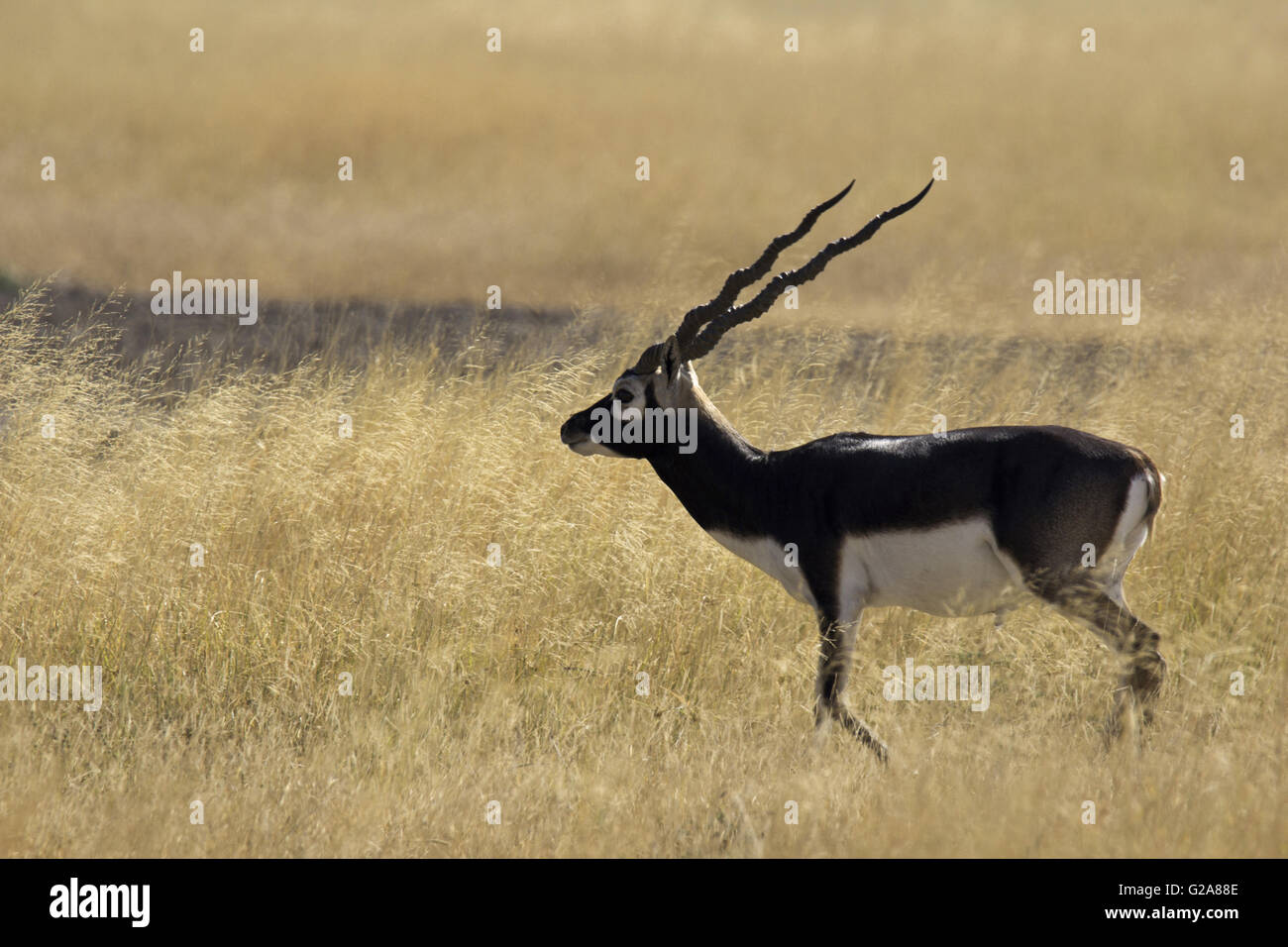 Maschio nero buck, Antilope cervicapra. velavadar national park, Gujarat, India Foto Stock