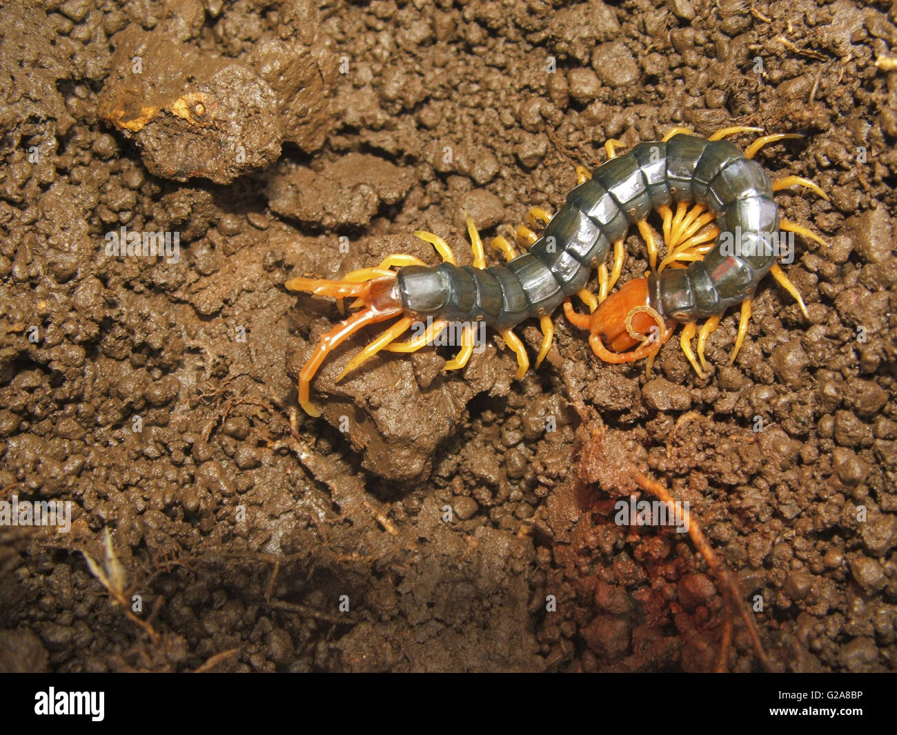 Centipede, bhimashankar Wildlife Sanctuary, Maharashtra, India Foto Stock