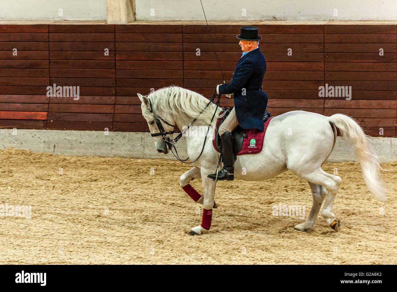 La Slovenia Costa e Kras Lipica - primo evento equestre del 2016 cavalli lipizzani -Exhibition Classic Dressage Training - cavaliere e cavallo Foto Stock