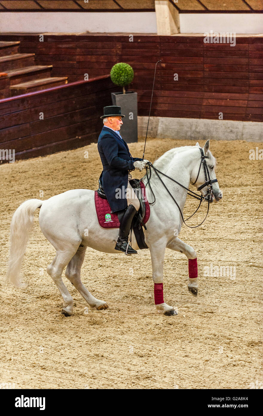 La Slovenia Costa e Kras Lipica - primo evento equestre del 2016 cavalli lipizzani -Exhibition Classic Dressage Training - cavaliere e cavallo Foto Stock