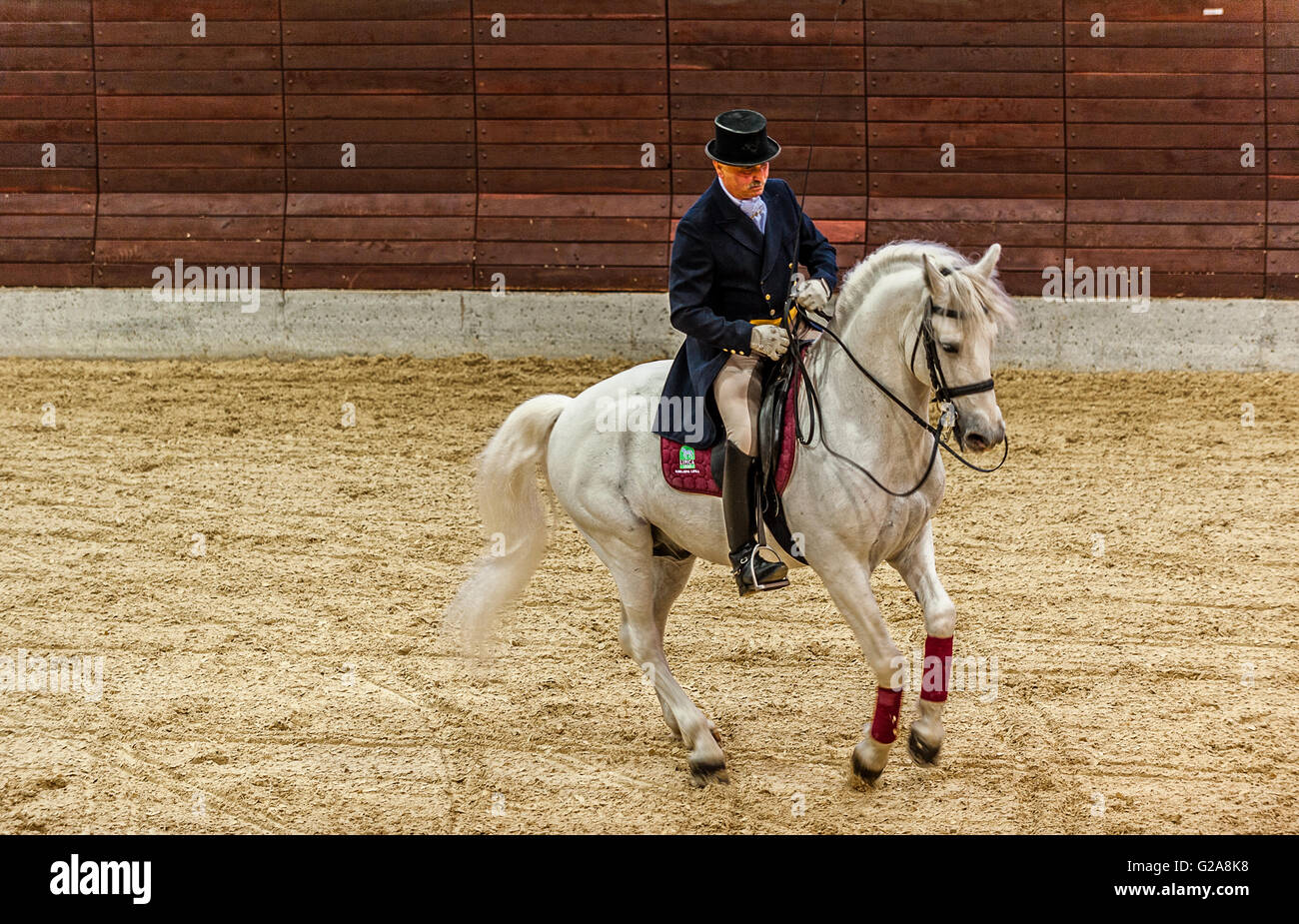 La Slovenia Costa e Kras Lipica - primo evento equestre del 2016 cavalli lipizzani -Exhibition Classic Dressage Training - cavaliere e cavallo Foto Stock