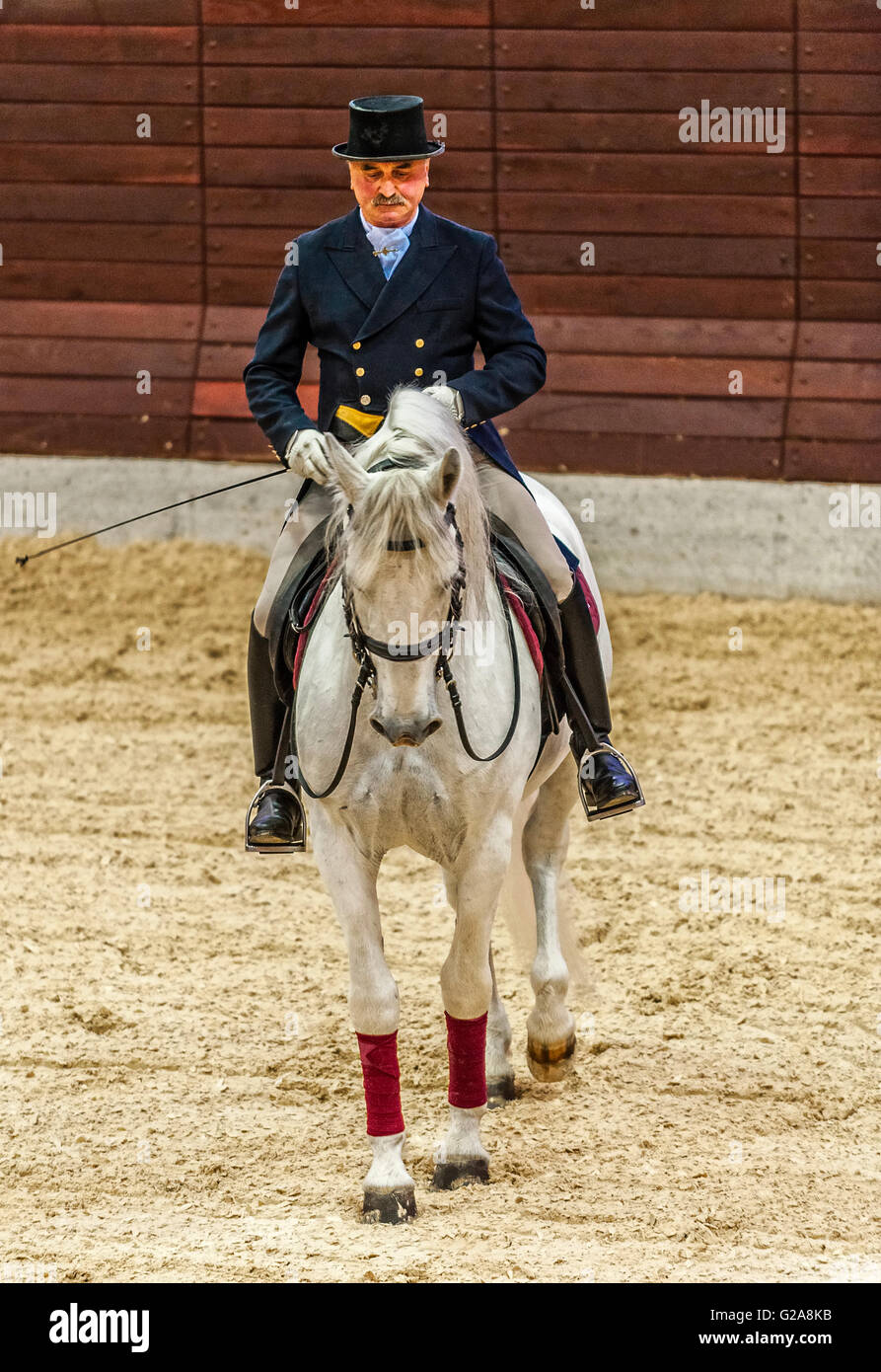La Slovenia Costa e Kras Lipica - primo evento equestre del 2016 cavalli lipizzani -Exhibition Classic Dressage Training - cavaliere e cavallo Foto Stock