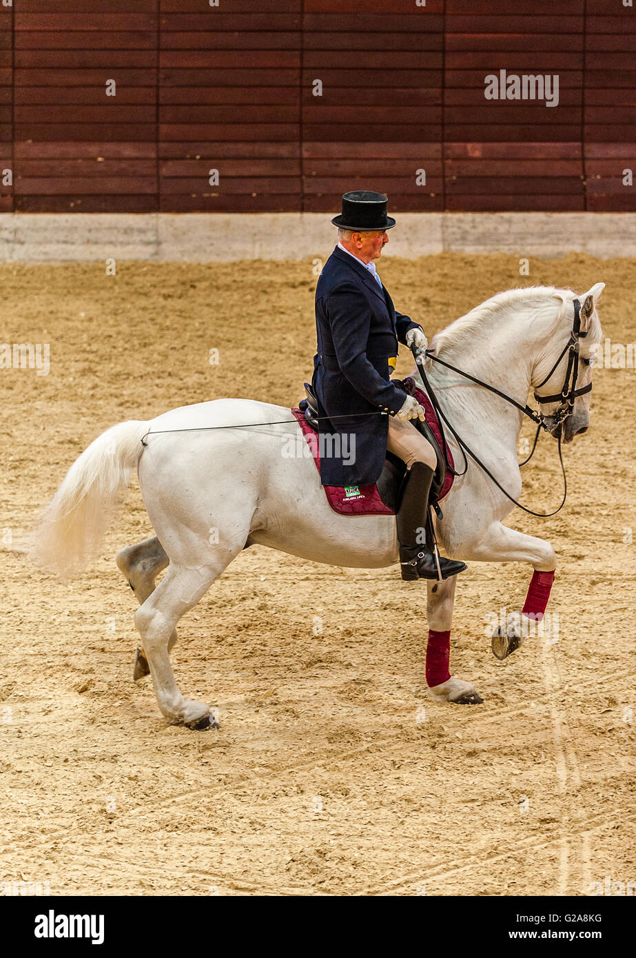 La Slovenia Costa e Kras Lipica - primo evento equestre del 2016 cavalli lipizzani -Exhibition Classic Dressage Training - cavaliere e cavallo Foto Stock