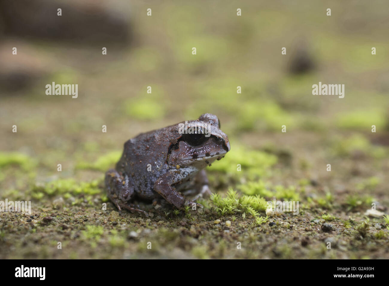 Indian scavando Rana, Sphaerotheca breviceps. Sharavathi Wildlife Sanctuary, Karnataka, India Foto Stock