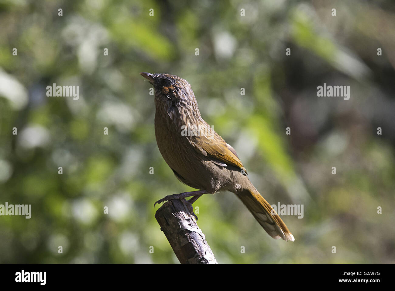 Striature di ridere i tordi, mukteshwar, uttara mano, India Foto Stock