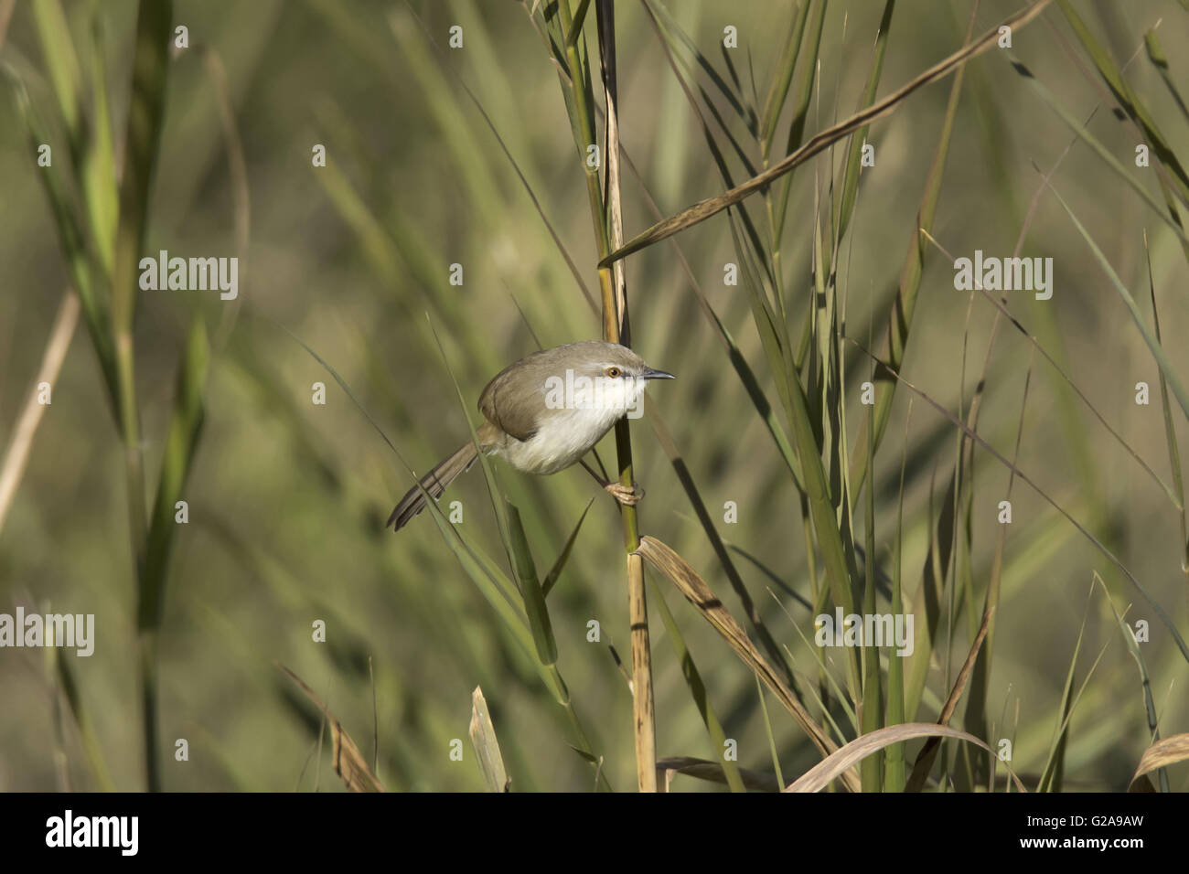 Giallo-eyed babbler, Chrysomma sinense, Mount Abu, Rajasthan, India Foto Stock