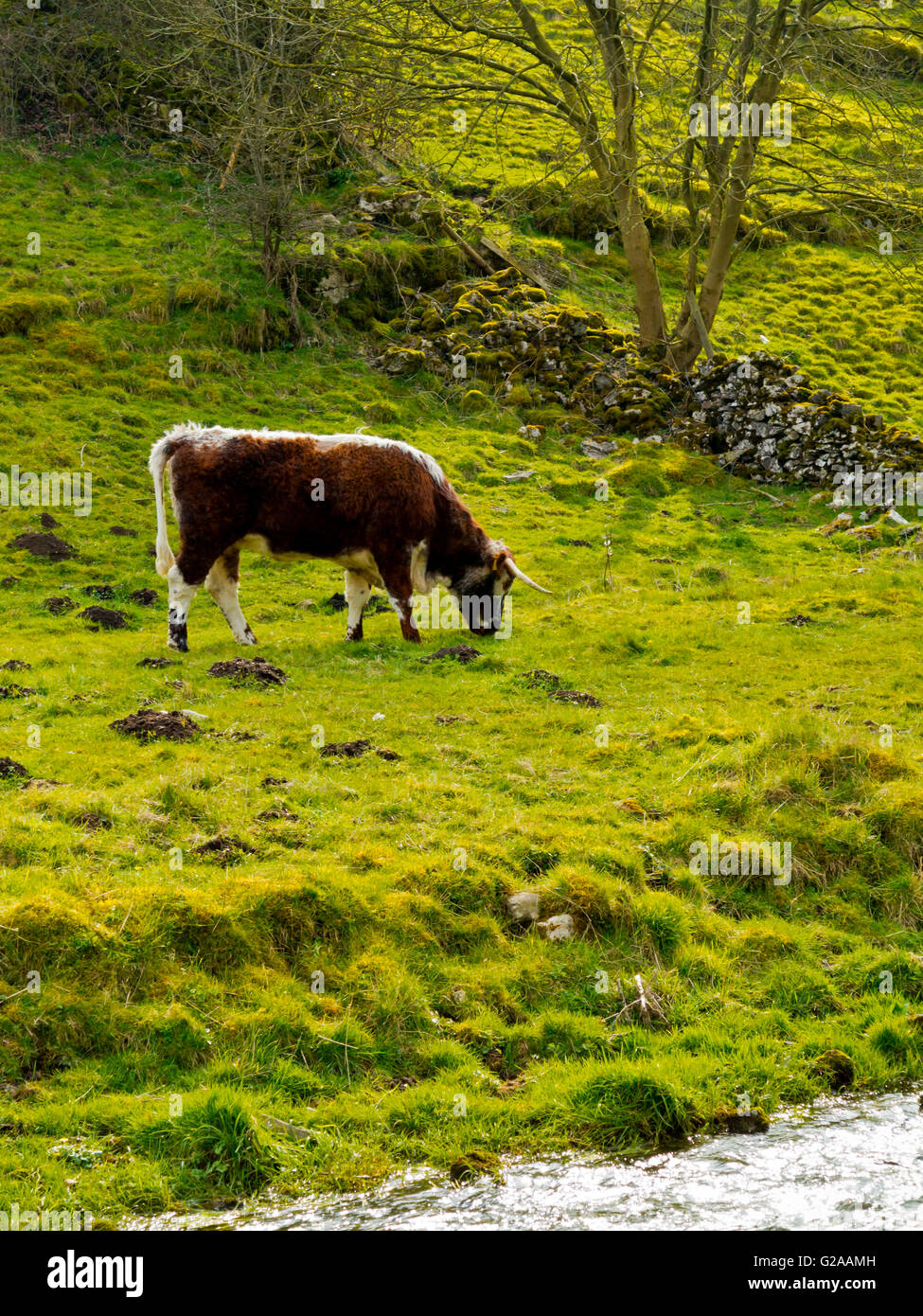 Il pascolo di bestiame su terreni agricoli accanto al fiume Bradford in Youlgreave nel Parco Nazionale di Peak District Derbyshire Dales Inghilterra Foto Stock
