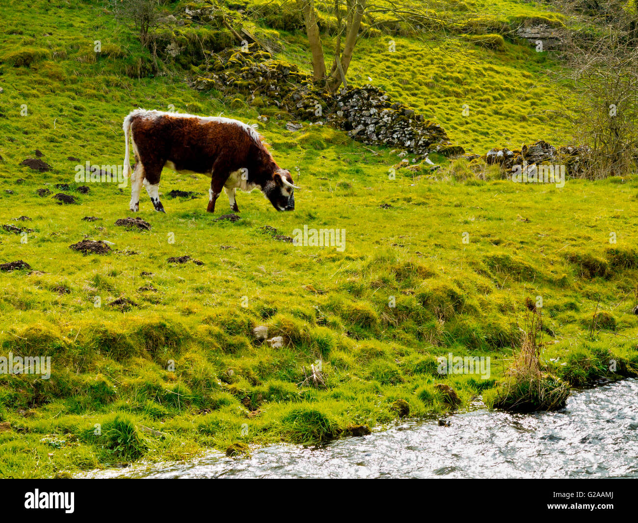 Il pascolo di bestiame su terreni agricoli accanto al fiume Bradford in Youlgreave nel Parco Nazionale di Peak District Derbyshire Dales Inghilterra Foto Stock