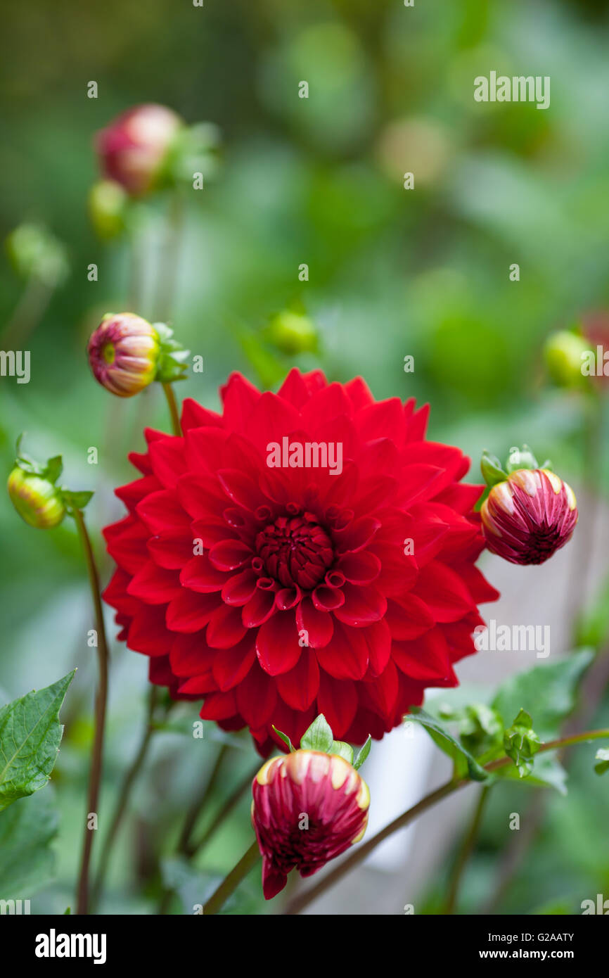 Dahlia Fiore rosso nel giardino pieno fiore closeup Foto Stock