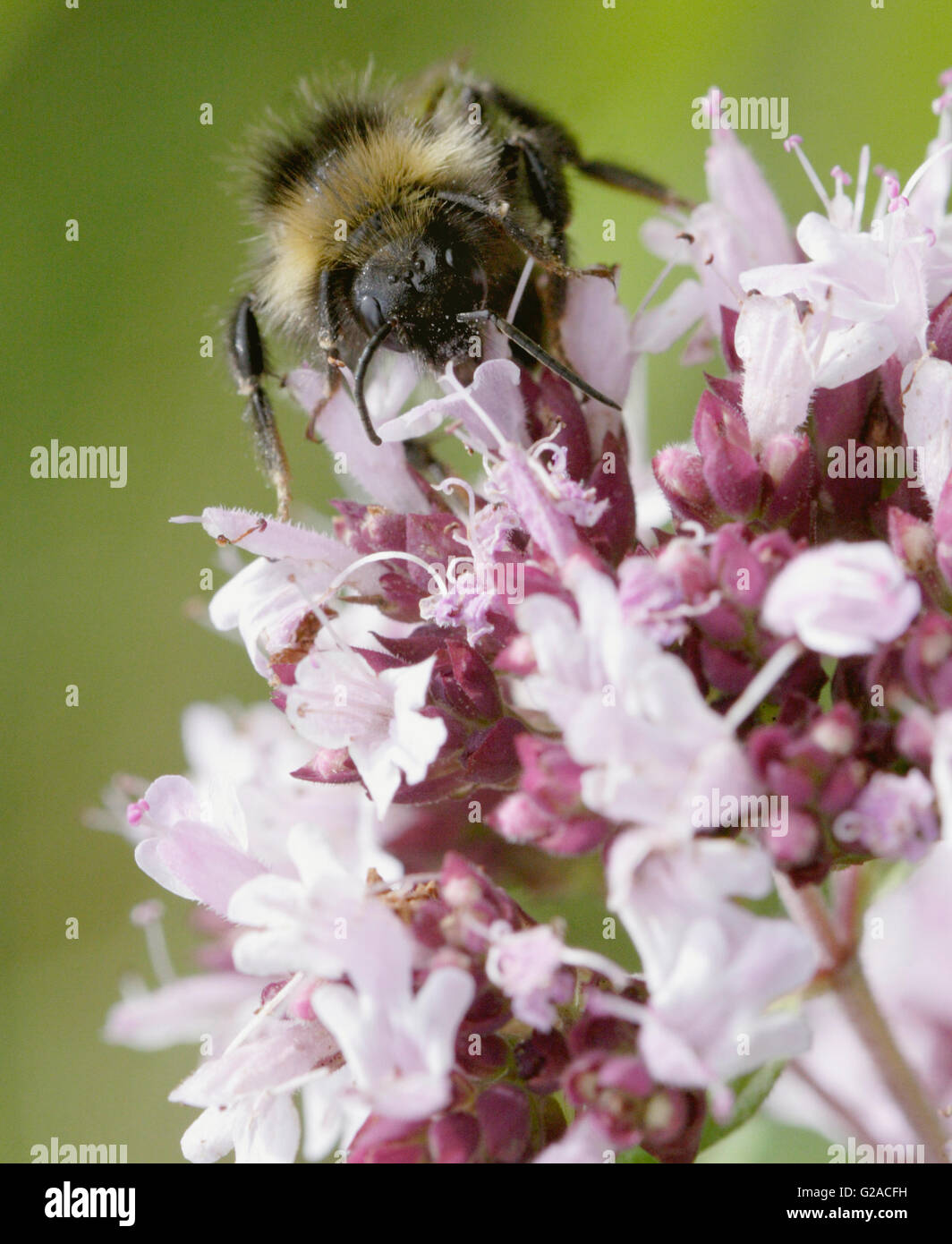 Bumblebee sul fiore Foto Stock
