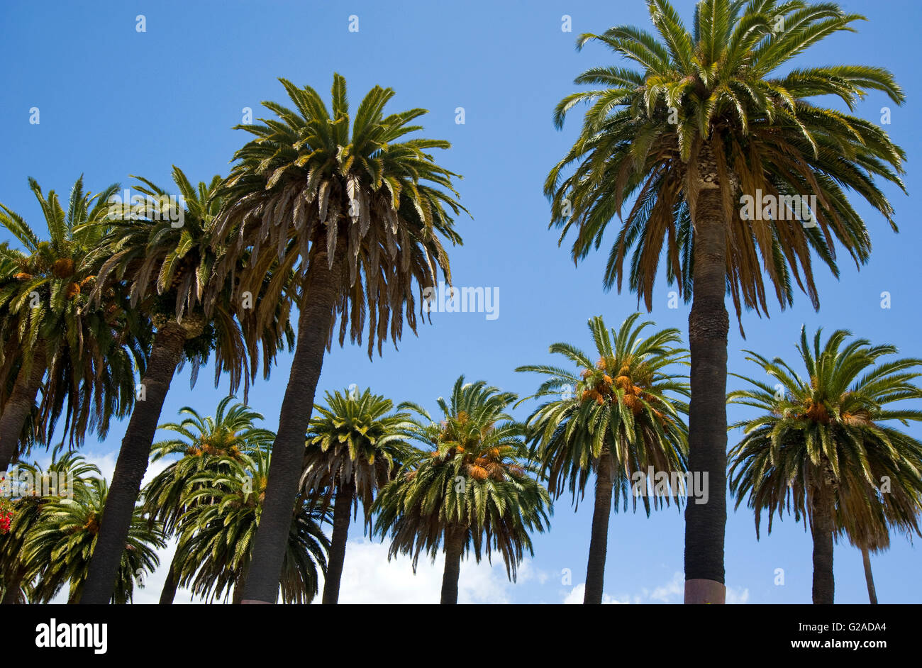 Le Palme a Santa Barbara in California Foto Stock